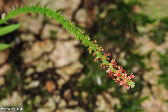 ヨウラクラン Oberonia japonica