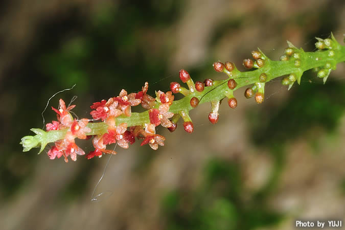 ヨウラクラン Oberonia japonica