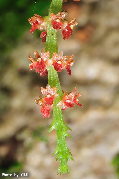 ヨウラクラン Oberonia japonica