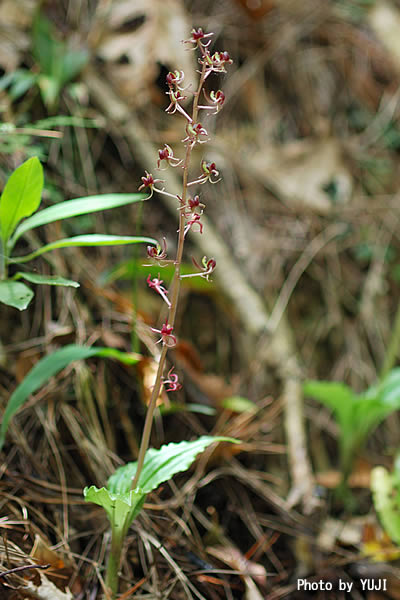 ユウコクラン Liparis formosana