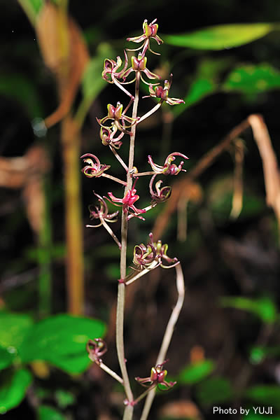 ユウコクラン Liparis formosana