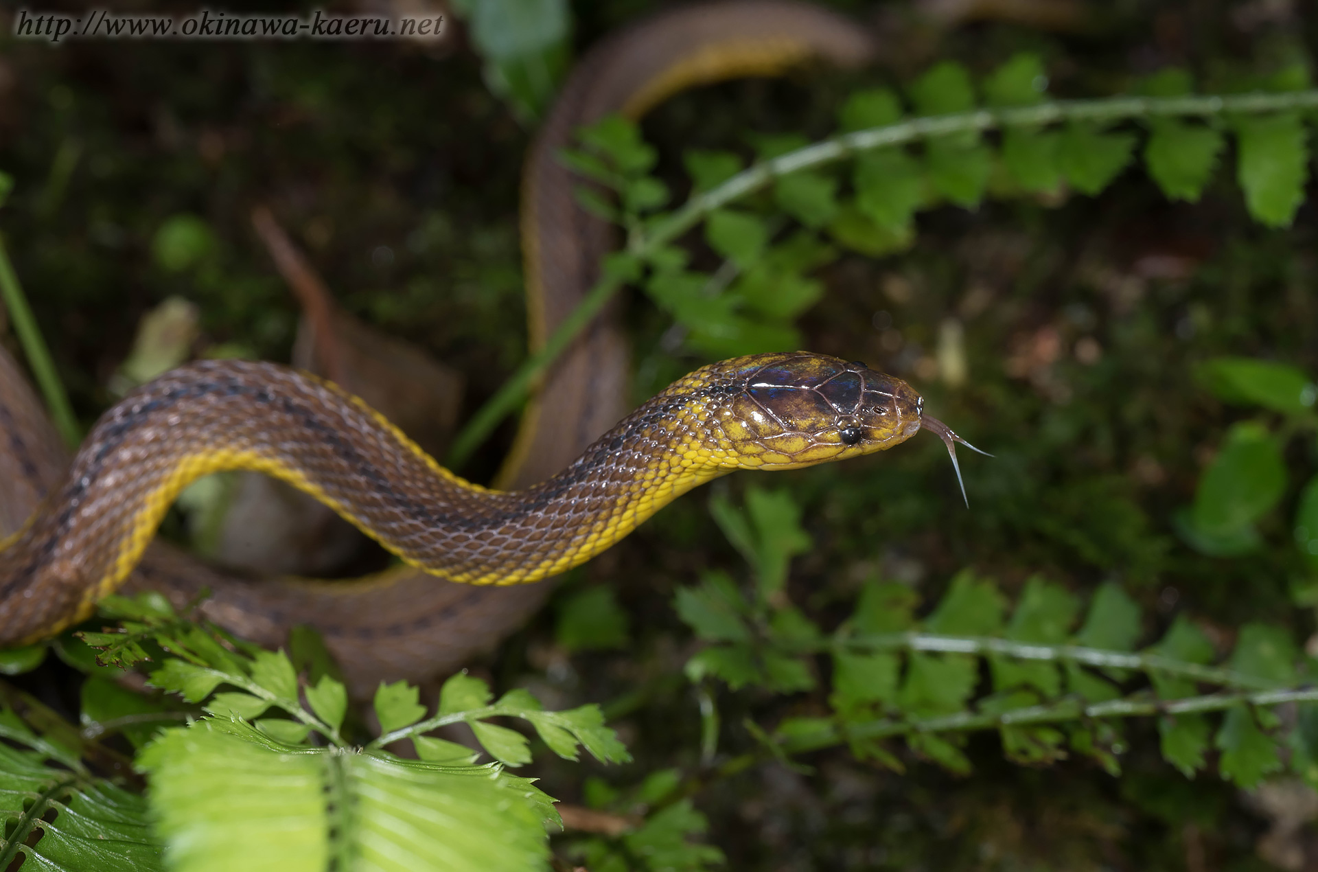 アマミタカチホヘビの画像