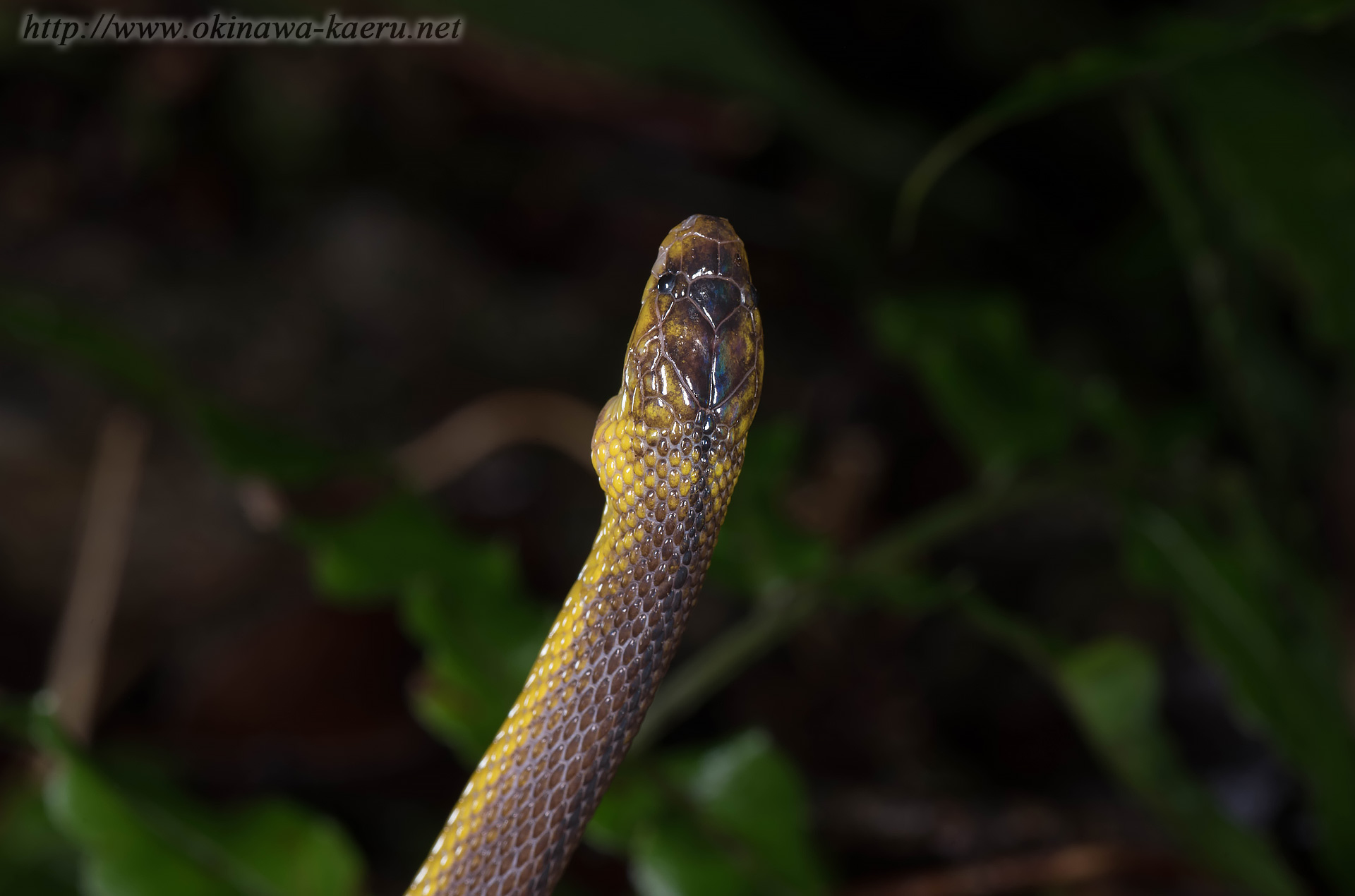 アマミタカチホヘビの画像