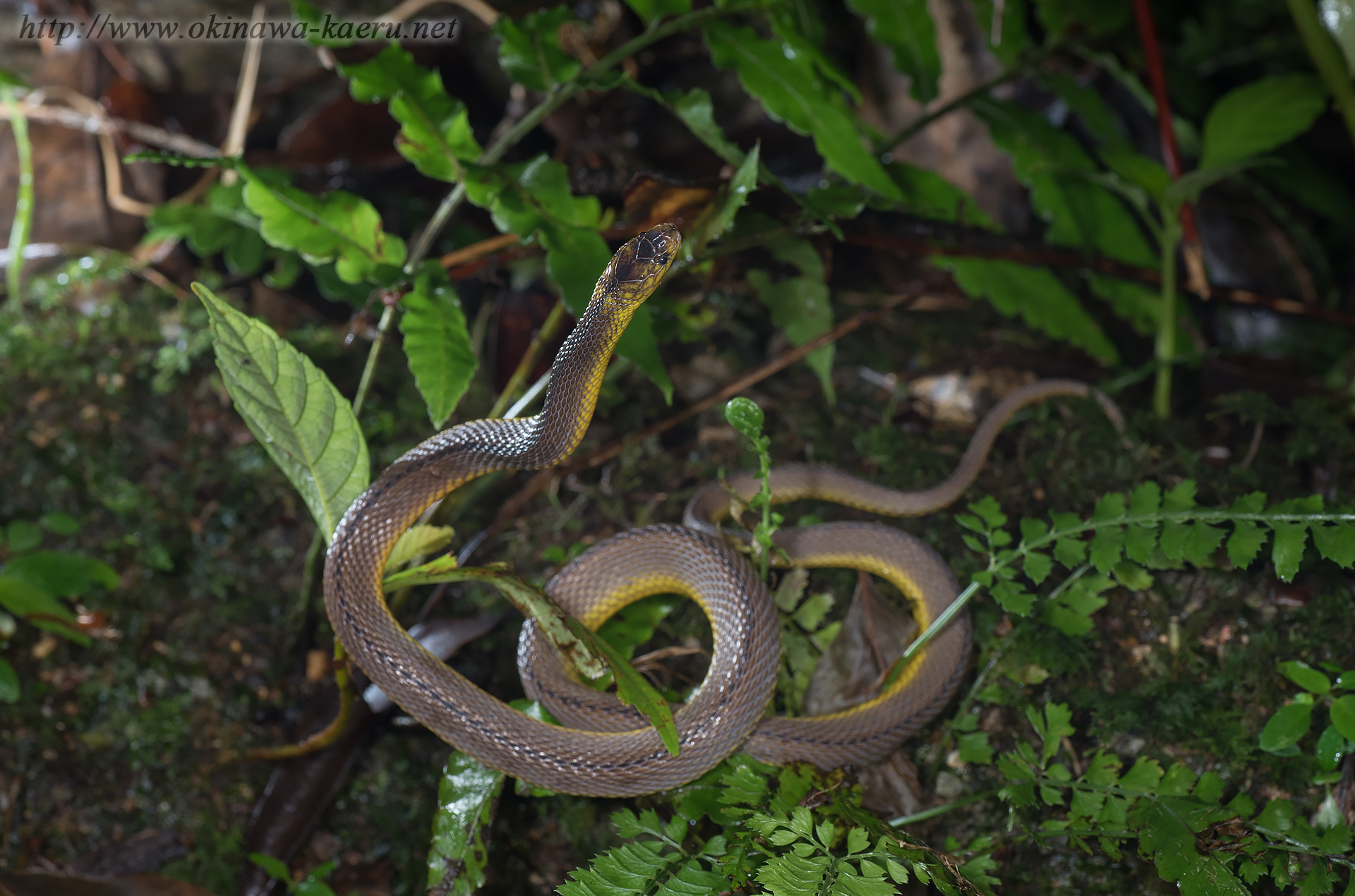 アマミタカチホヘビの画像