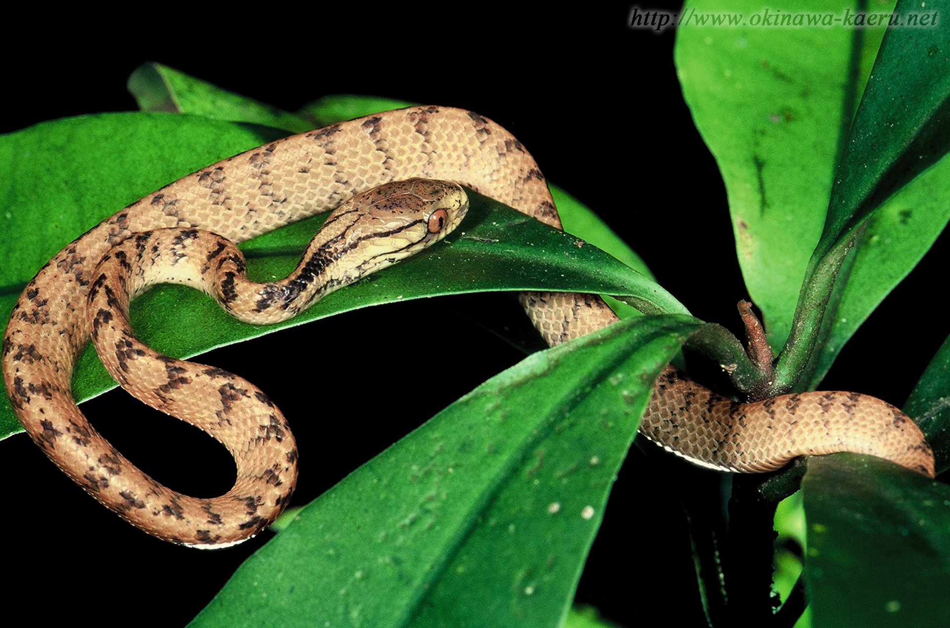 イワサキセダカヘビの画像
