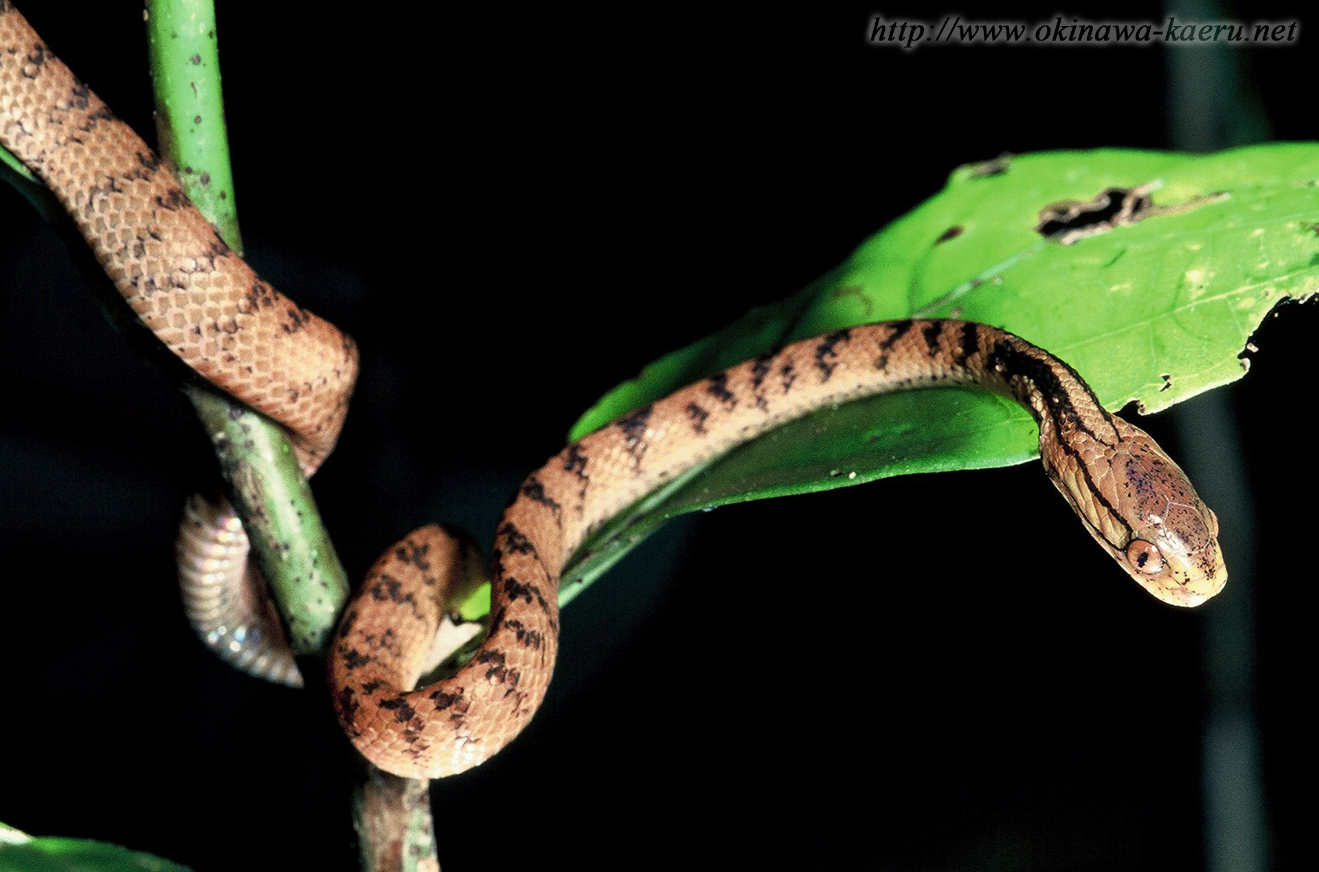 イワサキセダカヘビの画像