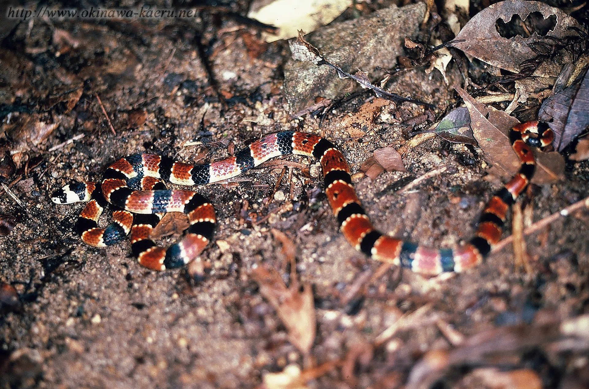 イワサキワモンベニヘビの画像
