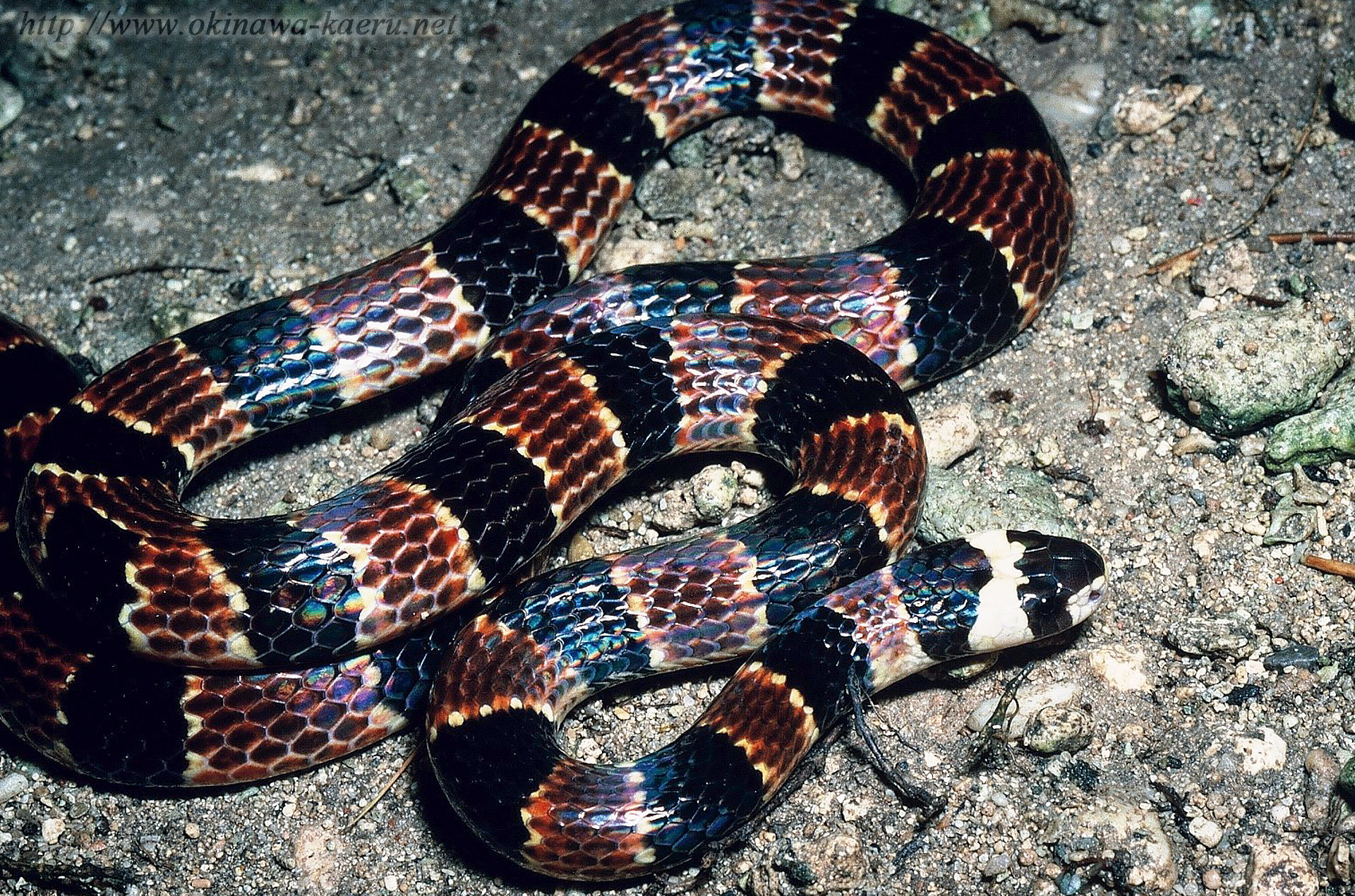 イワサキワモンベニヘビの画像