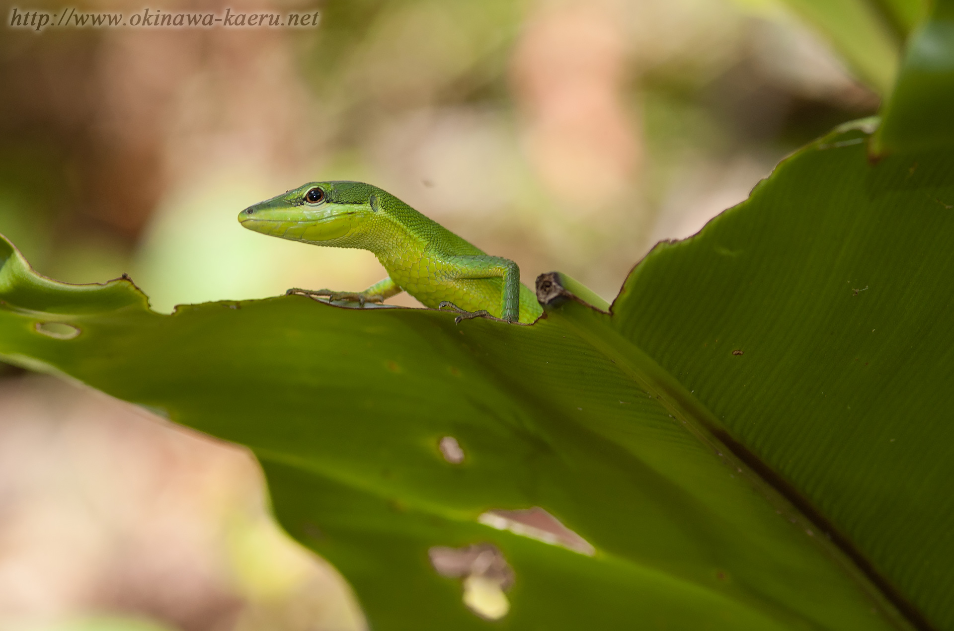 サキシマカナヘビの画像