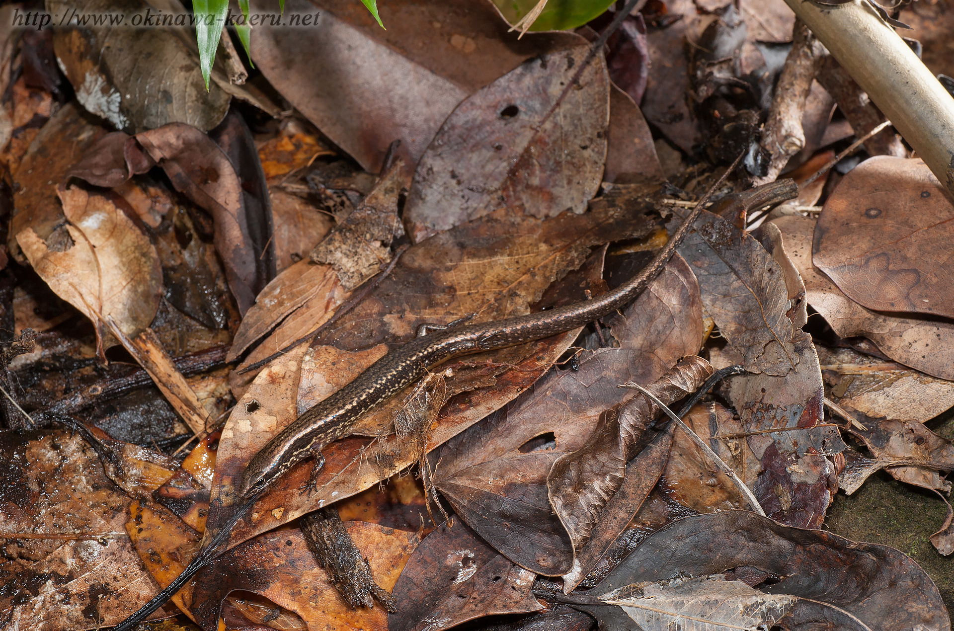サキシマスベトカゲ Scincella boettgeri Sakishima smooth skink 沖縄の爬虫類 おきなわカエル商会