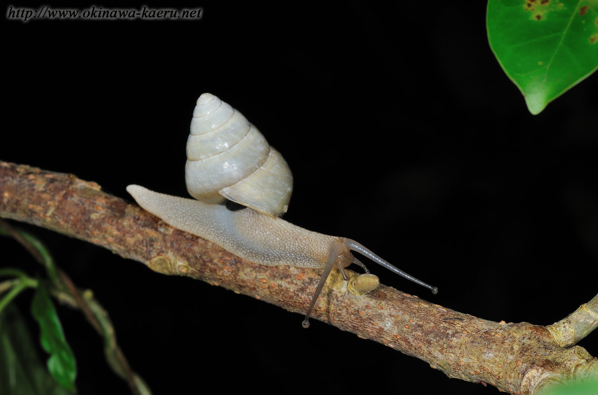 アマノヤマタカマイマイの画像