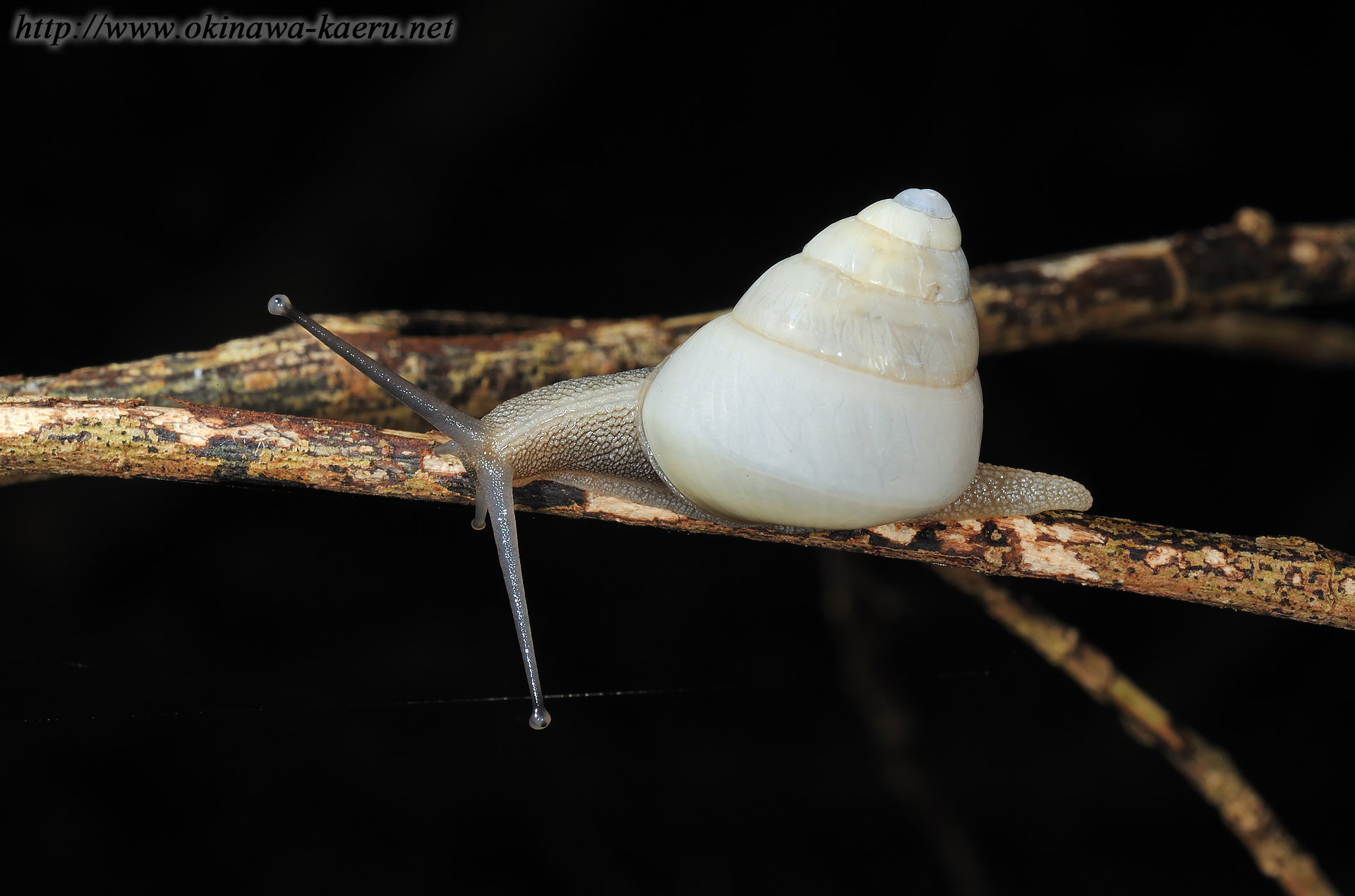 アマノヤマタカマイマイの画像