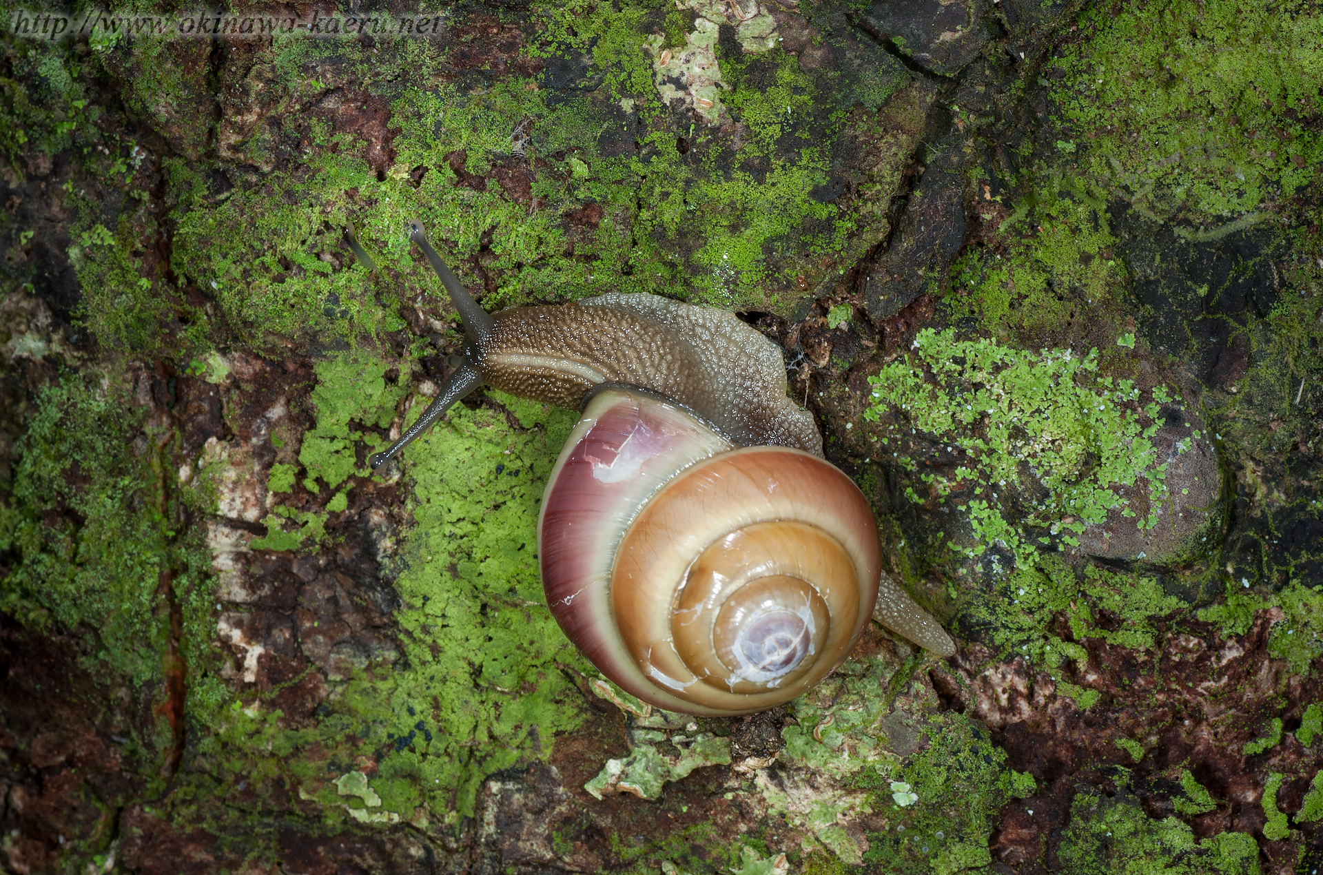 ヤンバルヤマタカマイマイの画像