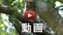 沖縄の動物の動画ビデオ