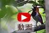 リュウキュウコノハズクの動画