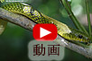 リュウキュウアオヘビの動画