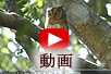 リュウキュウコノハズクの動画