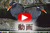 ヤンバルクイナの動画