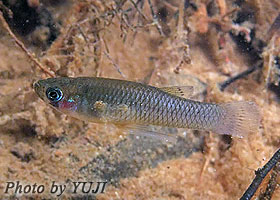 Gambusia affinis