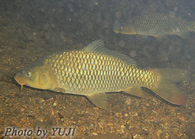 Cyprinus carpio