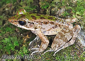 ハナサキガエル新固有種