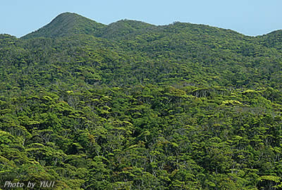 やんばるの山並み