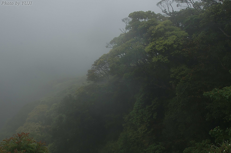 やんばるの森 霧に煙る森 梅雨の雨