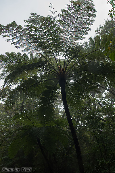 やんばるの森 霧に煙る森 梅雨の雨