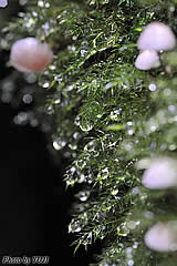 雨上がりの森の写真