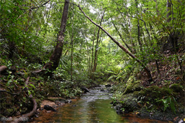 森の中を流れる渓流沢河川