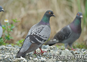 Columba livia