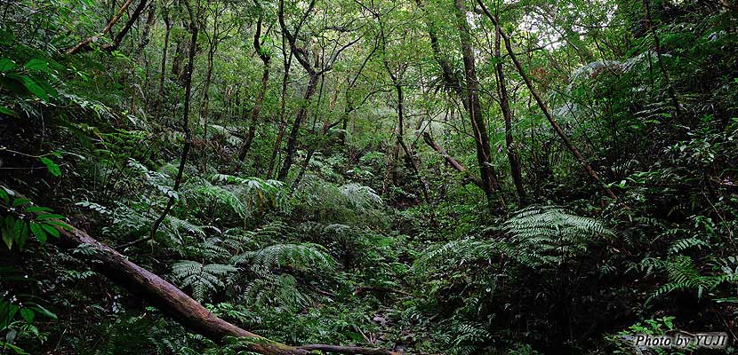 やんばるの森の林内林床シダ植物