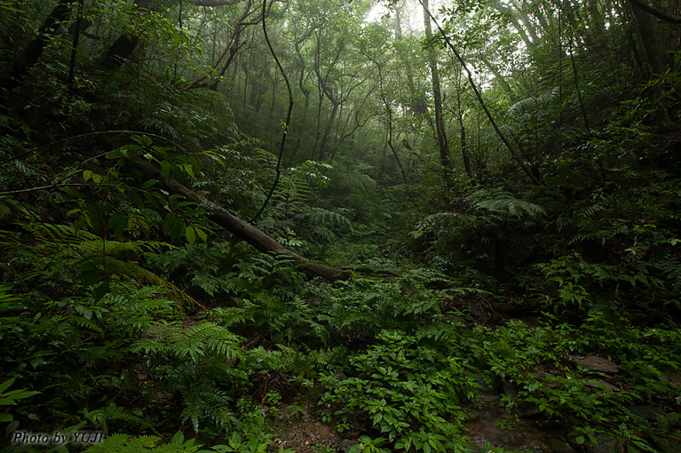 やんばるの森 霧に煙る森 梅雨の雨