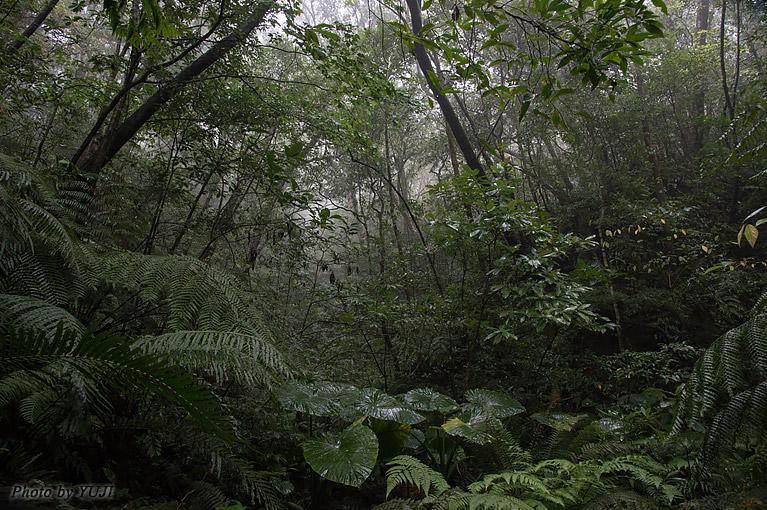 やんばるの森 霧に煙る森 梅雨の雨