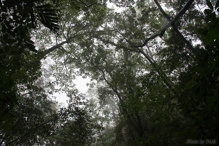 やんばるの森 霧に煙る森 梅雨の雨
