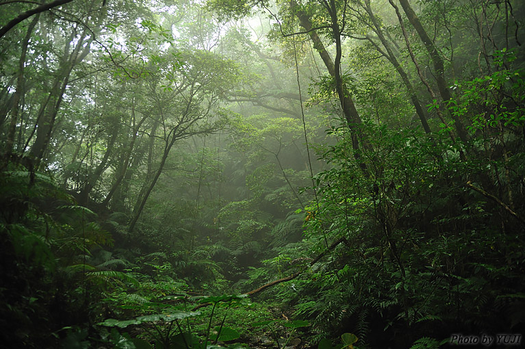 やんばるの森 霧に煙る森 梅雨の雨