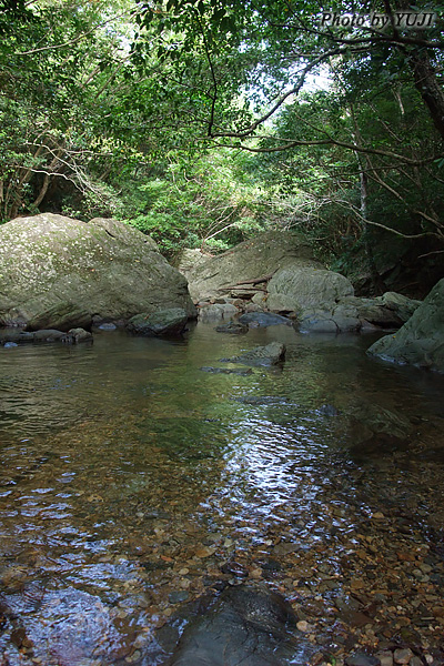 森と渓流 河川源流 上流部